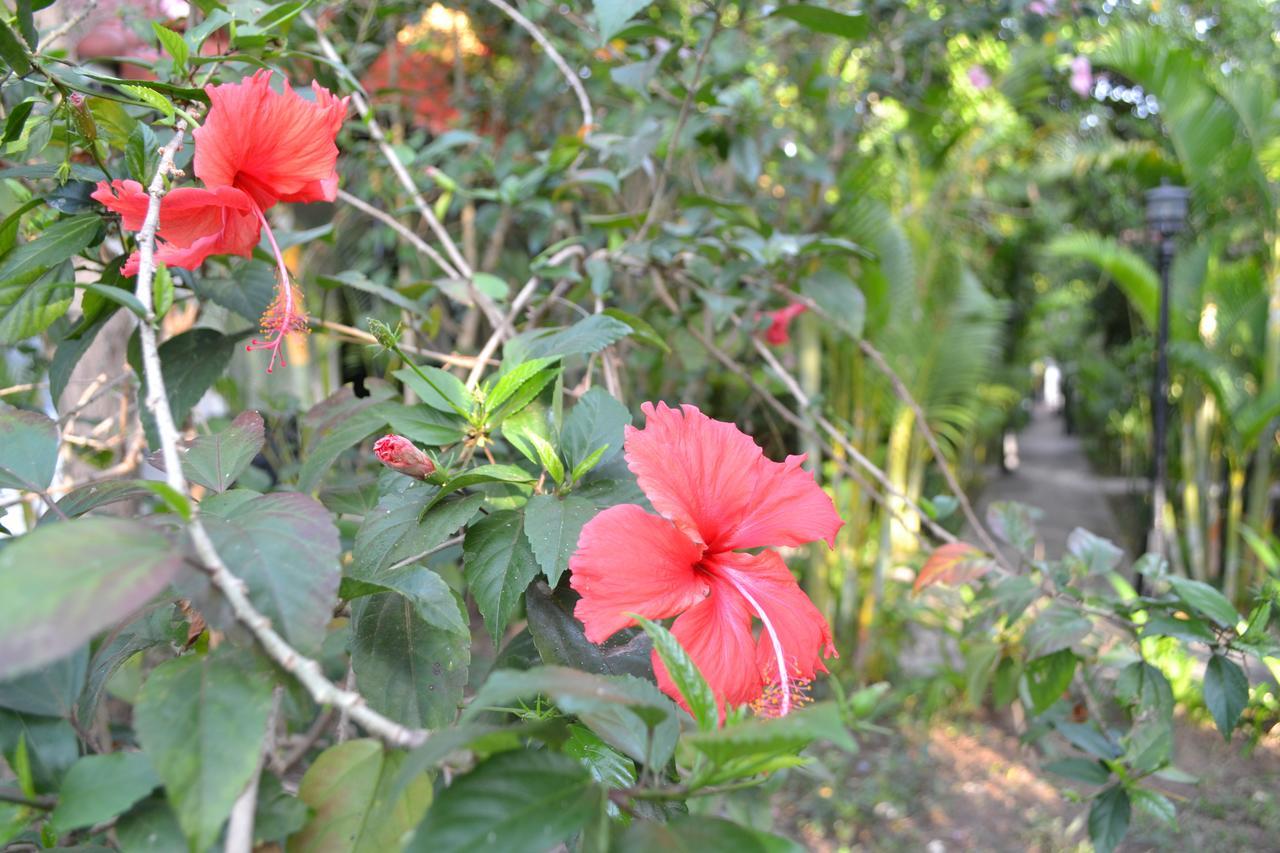 Nature Boutique Residence Siem Reap Luaran gambar